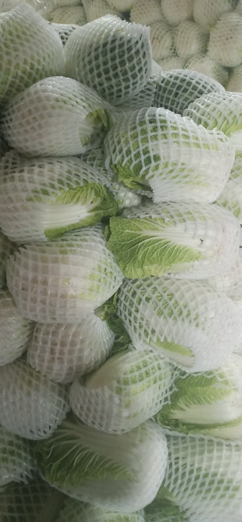 黄心大白菜叶菜蔬菜白菜菜地现坎白菜