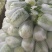 黄心大白菜叶菜蔬菜白菜菜地现坎白菜