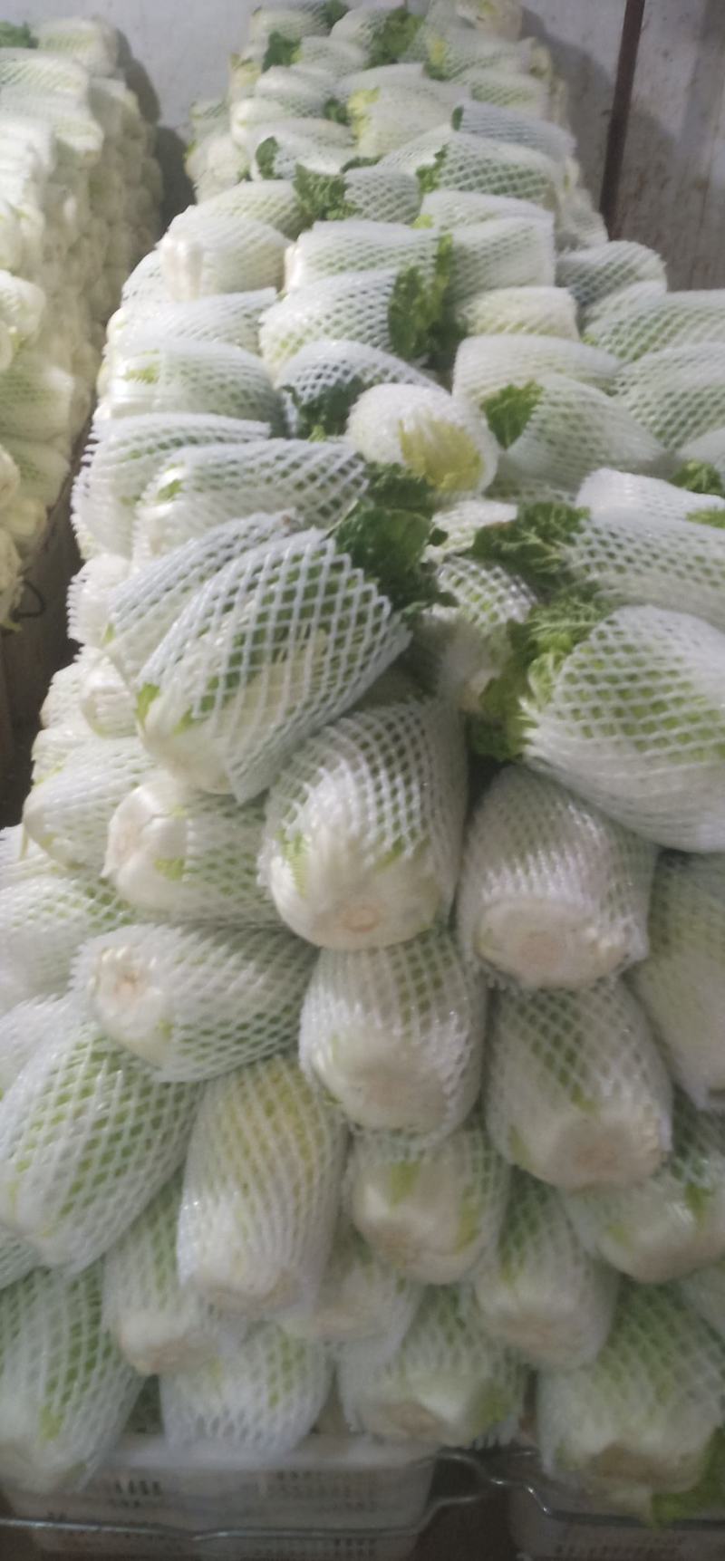 黄心大白菜叶菜蔬菜白菜菜地现坎白菜