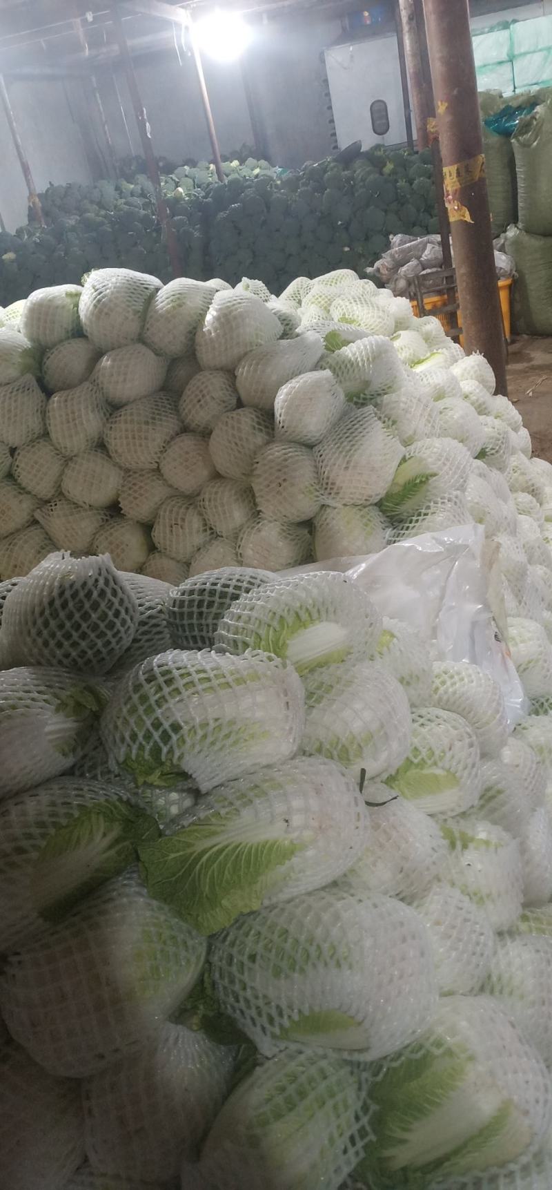黄心大白菜叶菜蔬菜白菜菜地现坎白菜