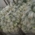 黄心大白菜叶菜蔬菜白菜菜地现坎白菜