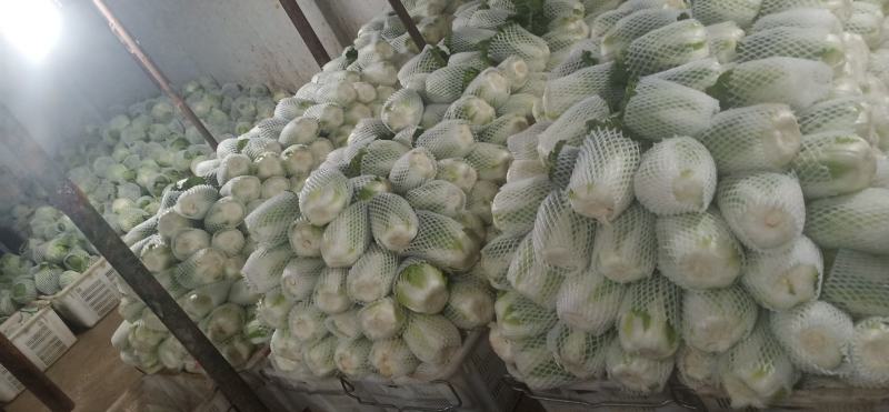 黄心大白菜叶菜蔬菜白菜菜地现坎白菜