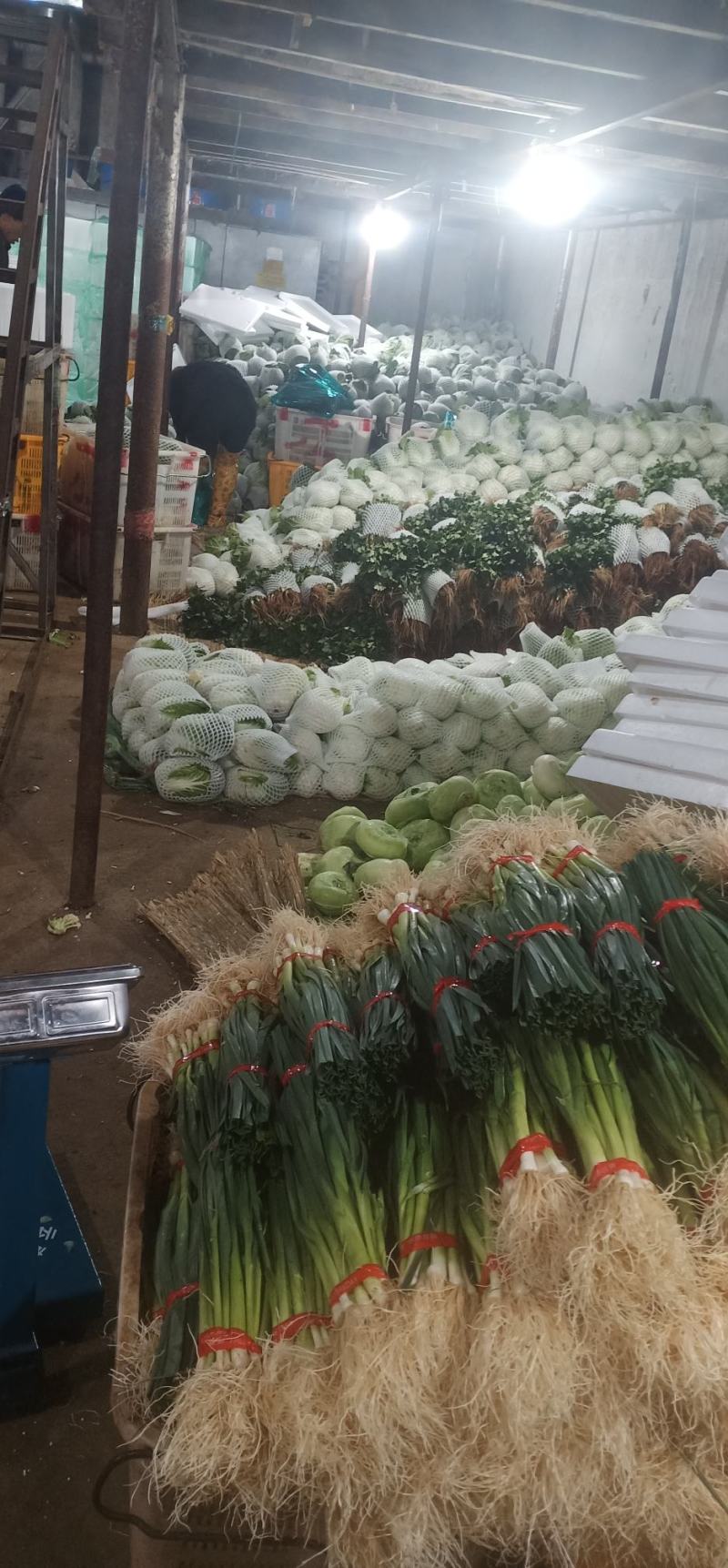 黄心大白菜叶菜蔬菜白菜菜地现坎白菜