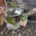 长白山肾精茶悬崖峭壁采摘养生茶持久更猛茶