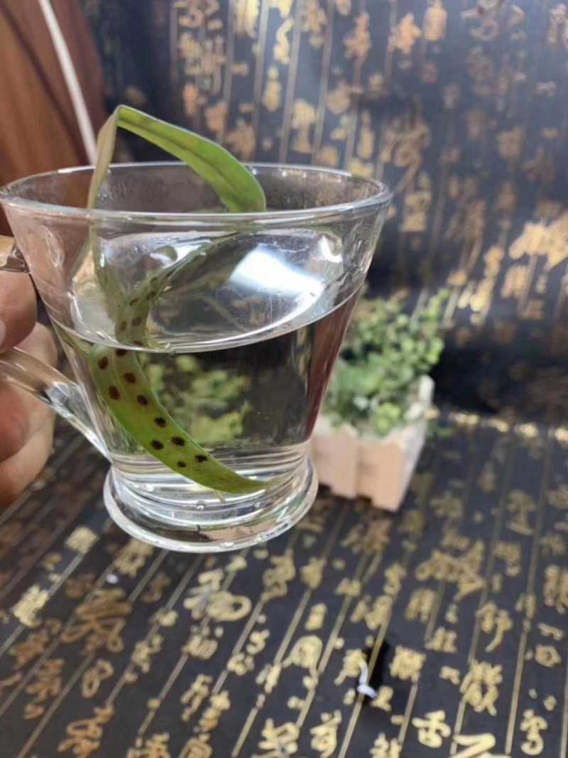 长白山肾精茶悬崖峭壁采摘养生茶持久更猛茶
