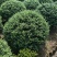 龟甲冬青球，龟甲冬青苗，1-1.5米龟甲冬青球