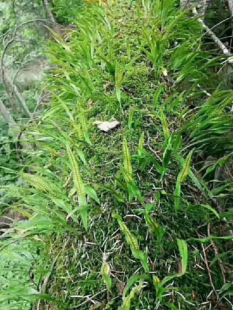 长白山肾精茶悬崖峭壁采摘养生茶持久更猛茶