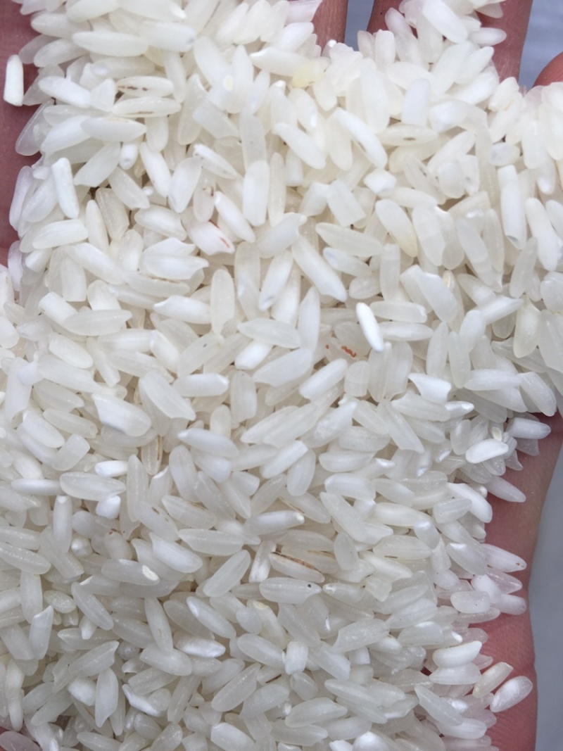 粉米、做粉专用米卡依玛小白米杜卡小靓米贵朝