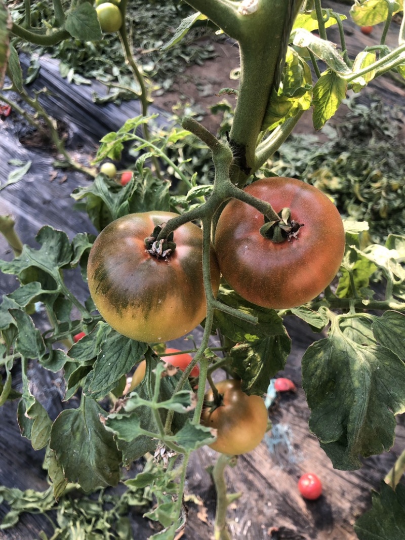 口感番茄草莓番茄园区直供1000亩产业园区