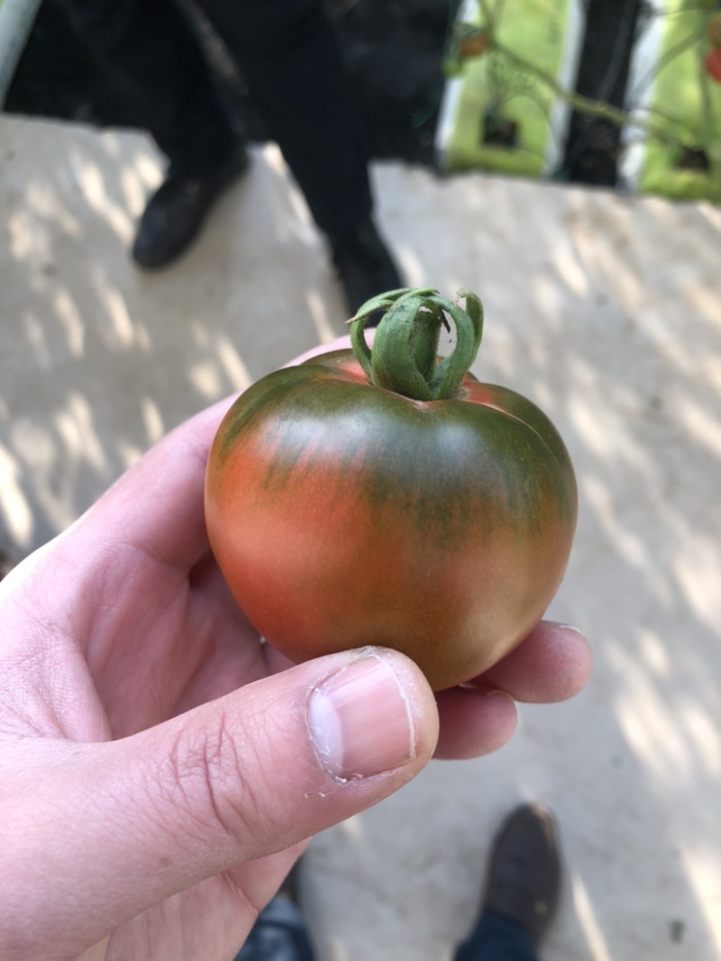 口感番茄草莓番茄园区直供1000亩产业园区