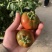 口感番茄草莓番茄园区直供1000亩产业园区