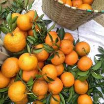 自家种植桶柑橘子无公害