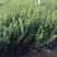 平枝荀子，平枝荀子小苗，平枝荀子苗，平枝荀子基地