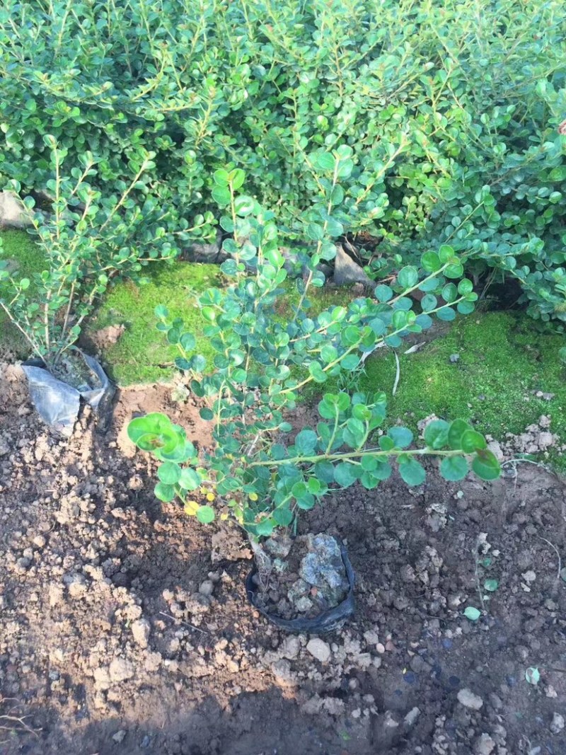 平枝荀子，平枝荀子小苗，平枝荀子苗，平枝荀子基地