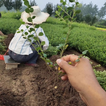 平枝荀子，平枝荀子小苗，平枝荀子苗，平枝荀子基地