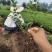平枝荀子，平枝荀子小苗，平枝荀子苗，平枝荀子基地