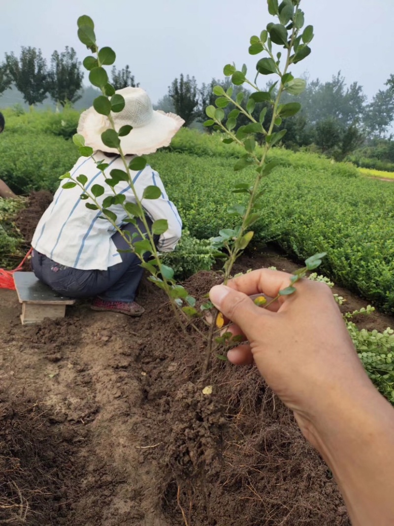 平枝荀子，平枝荀子小苗，平枝荀子苗，平枝荀子基地
