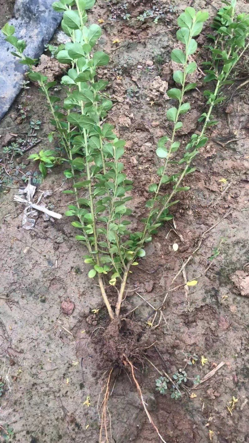 平枝荀子，平枝荀子小苗，平枝荀子苗，平枝荀子基地