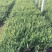 平枝荀子，平枝荀子小苗，平枝荀子苗，平枝荀子基地