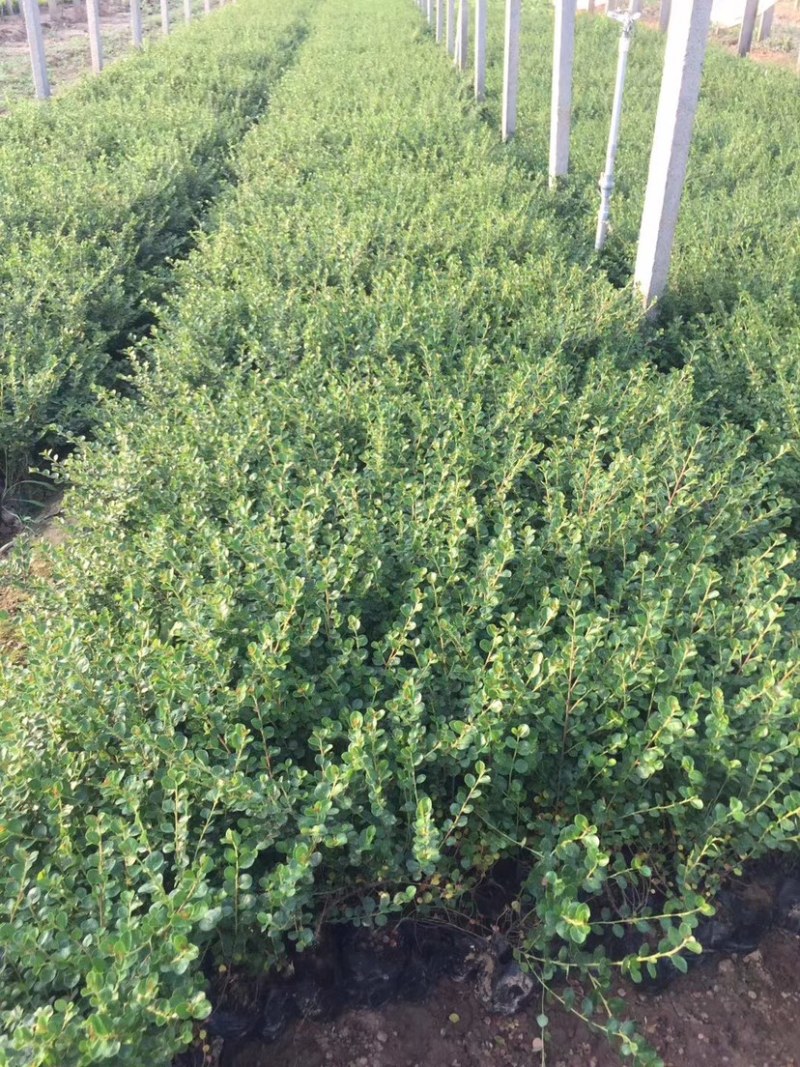 平枝荀子，平枝荀子小苗，平枝荀子苗，平枝荀子基地