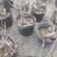 供应各种梅花盆栽，盆景，规格高度50厘米左右，一公分以上