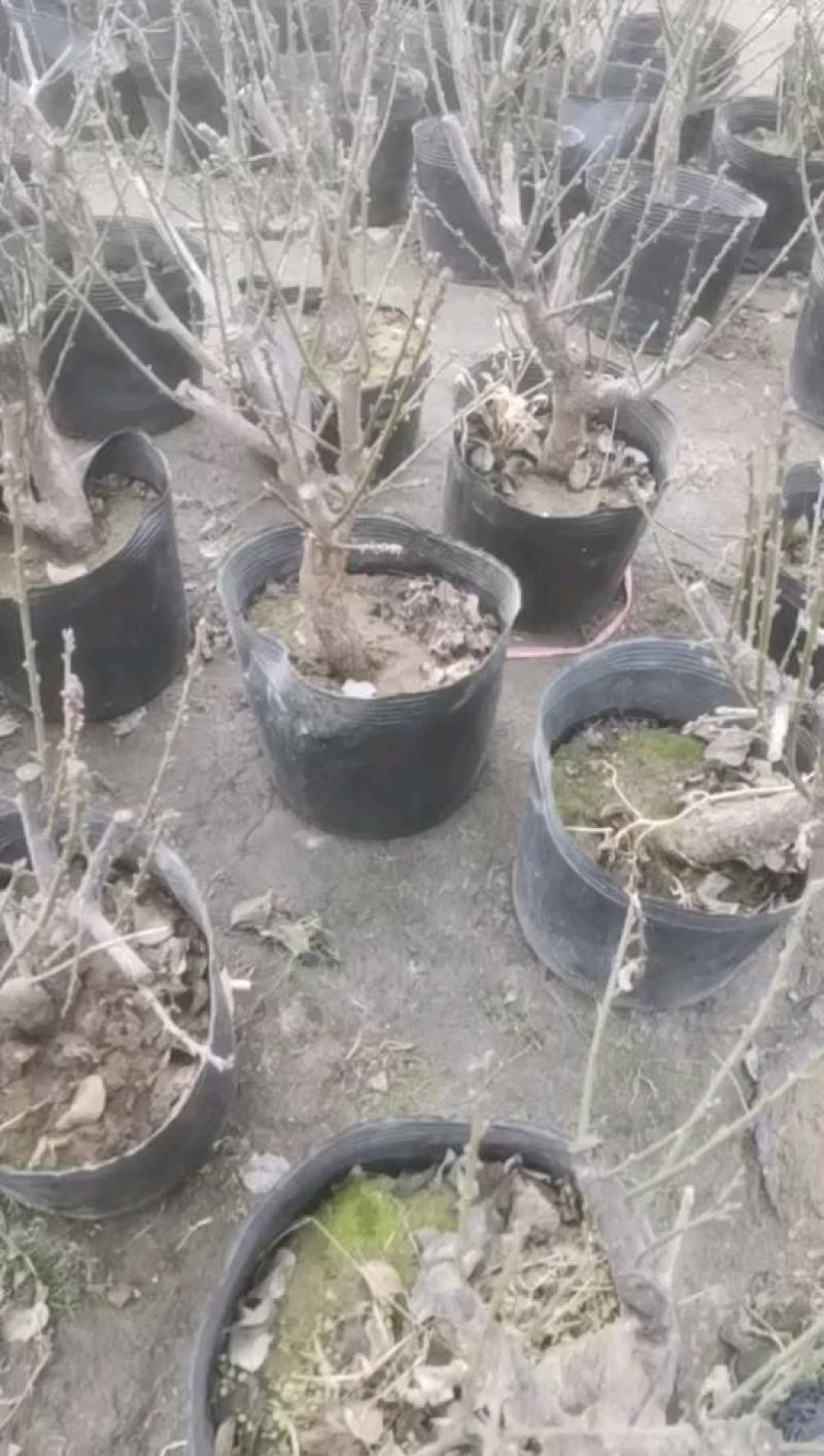 供应各种梅花盆栽，盆景，规格高度50厘米左右，一公分以上