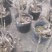 供应各种梅花盆栽，盆景，规格高度50厘米左右，一公分以上