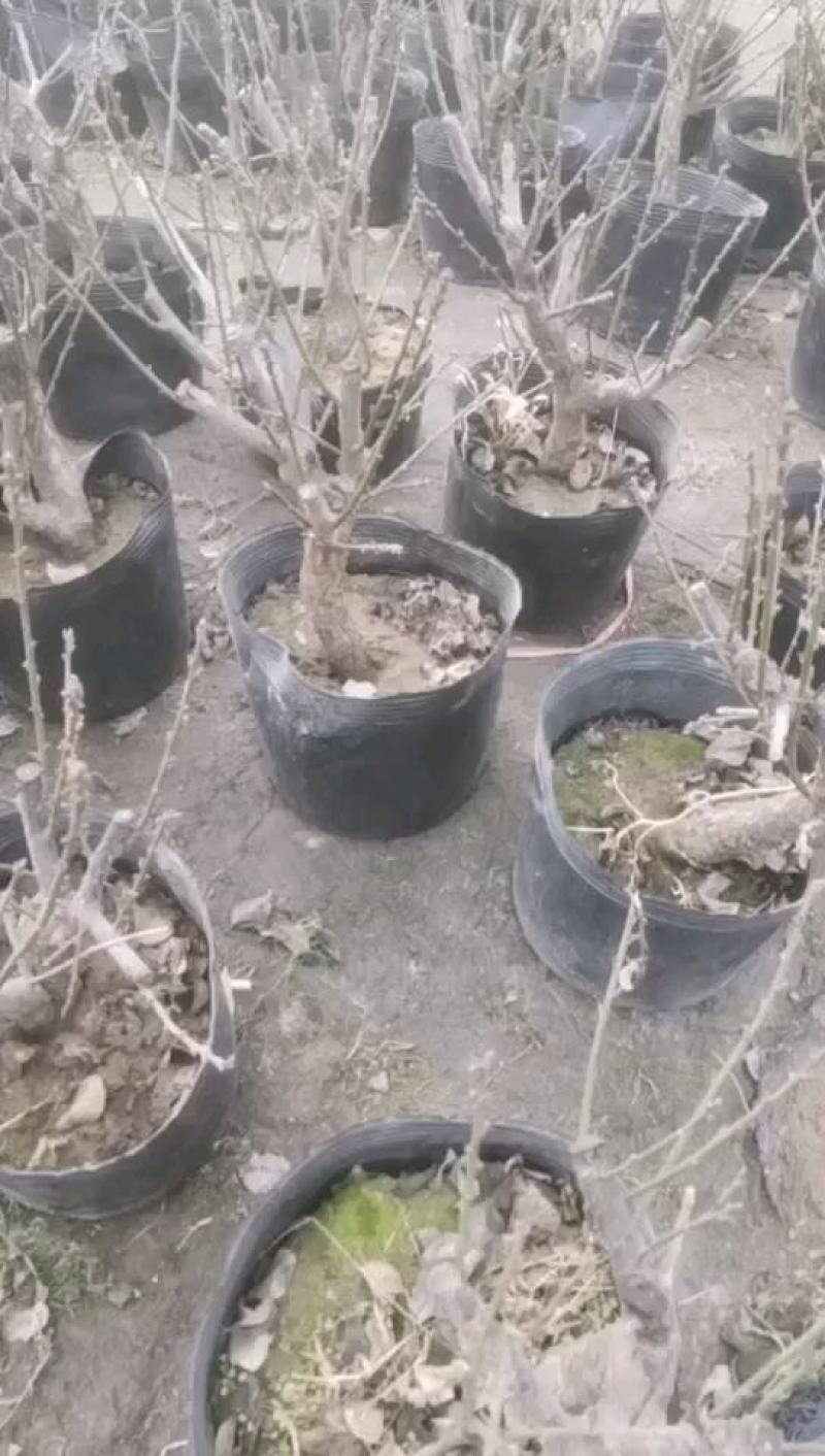 供应各种梅花盆栽，盆景，规格高度50厘米左右，一公分以上