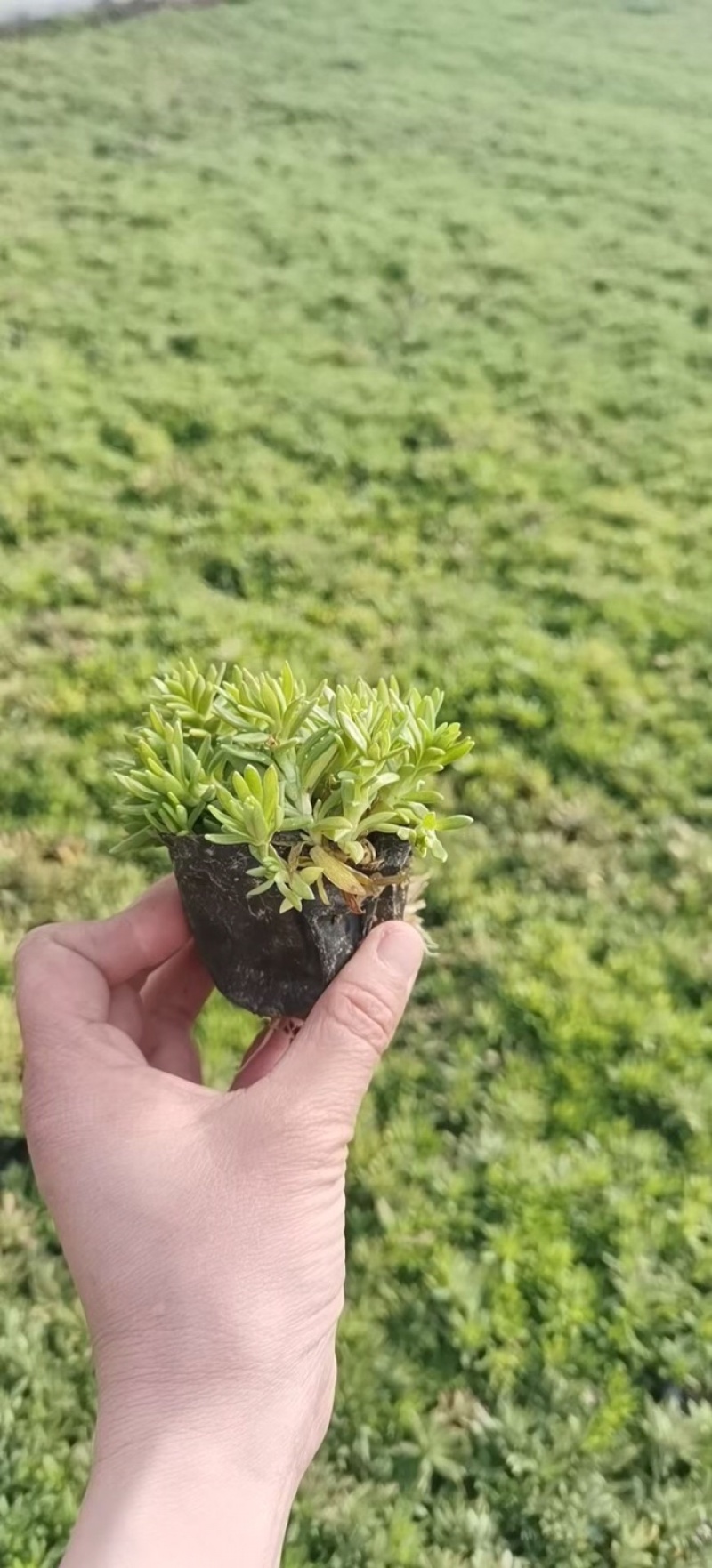 佛甲草，金叶佛甲草，黄金条，金叶佛甲草杯苗