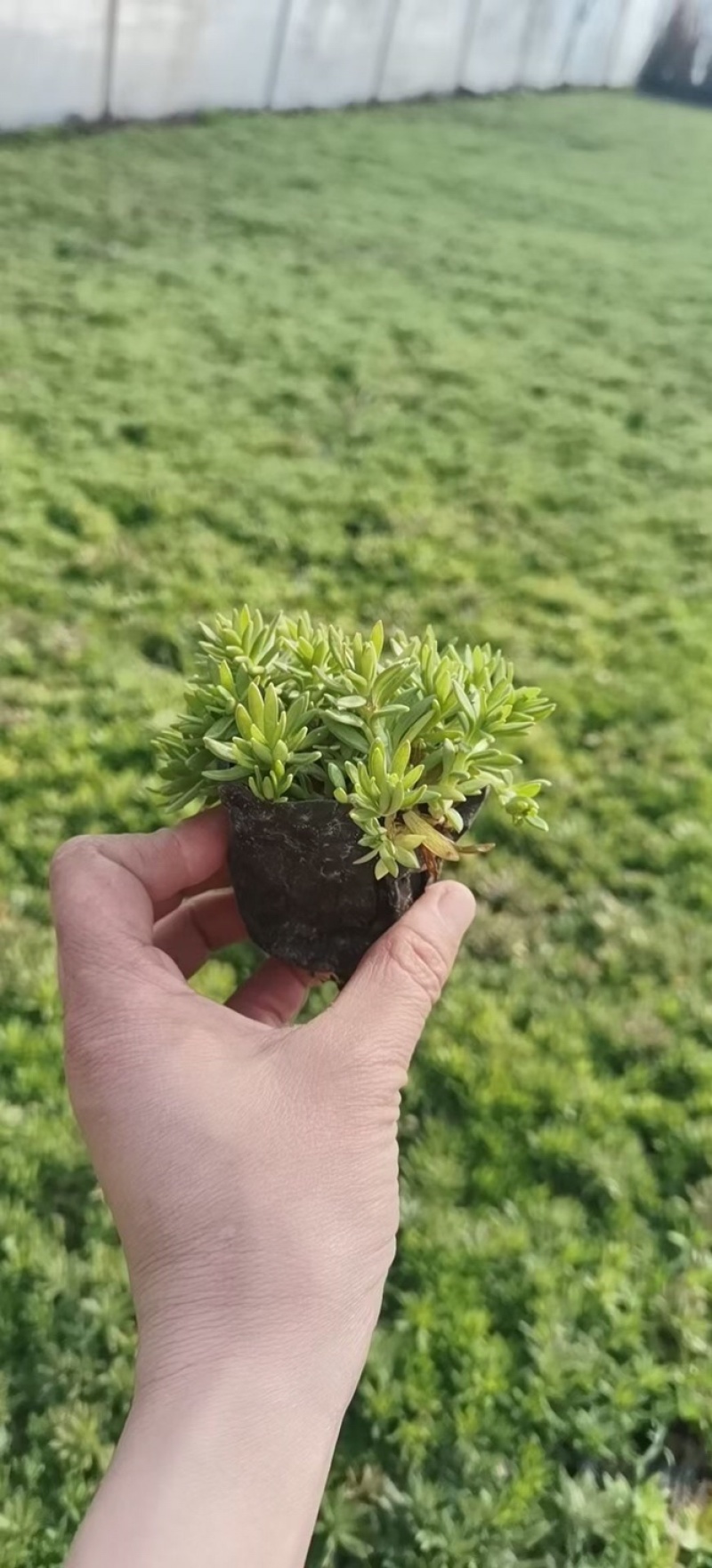佛甲草，金叶佛甲草，黄金条，金叶佛甲草杯苗