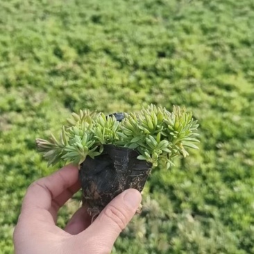 佛甲草,金叶佛甲草,黄金条,金叶佛甲草杯苗