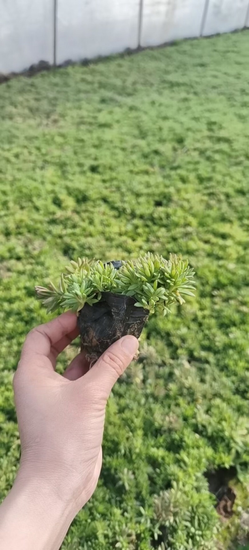 佛甲草，金叶佛甲草，黄金条，金叶佛甲草杯苗