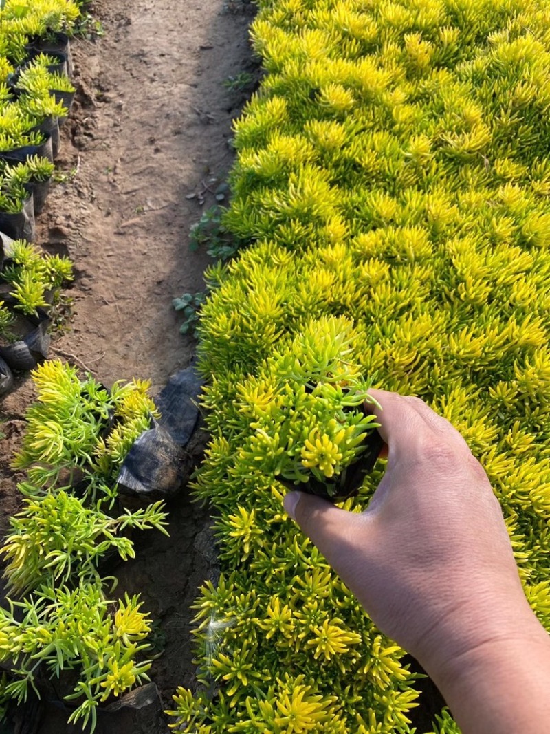 佛甲草，金叶佛甲草，黄金条，金叶佛甲草杯苗