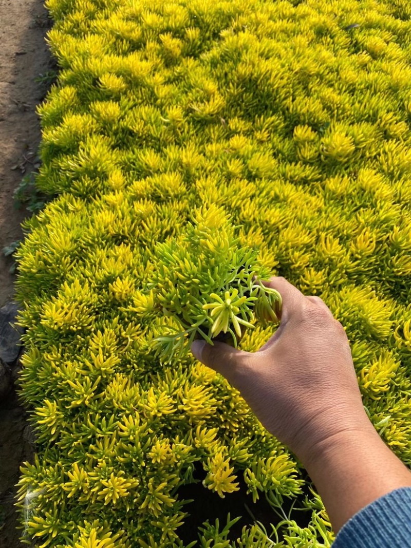 佛甲草，金叶佛甲草，黄金条，金叶佛甲草杯苗