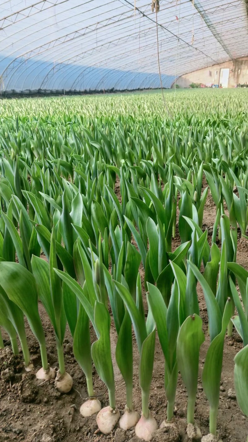 郁金香，郁金香小苗，郁金香种球，郁金香花苗