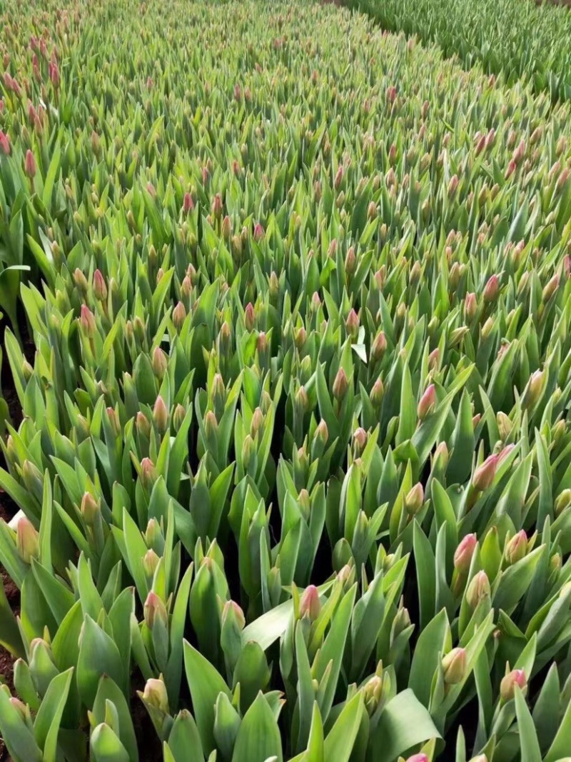 郁金香，郁金香小苗，郁金香种球，郁金香花苗