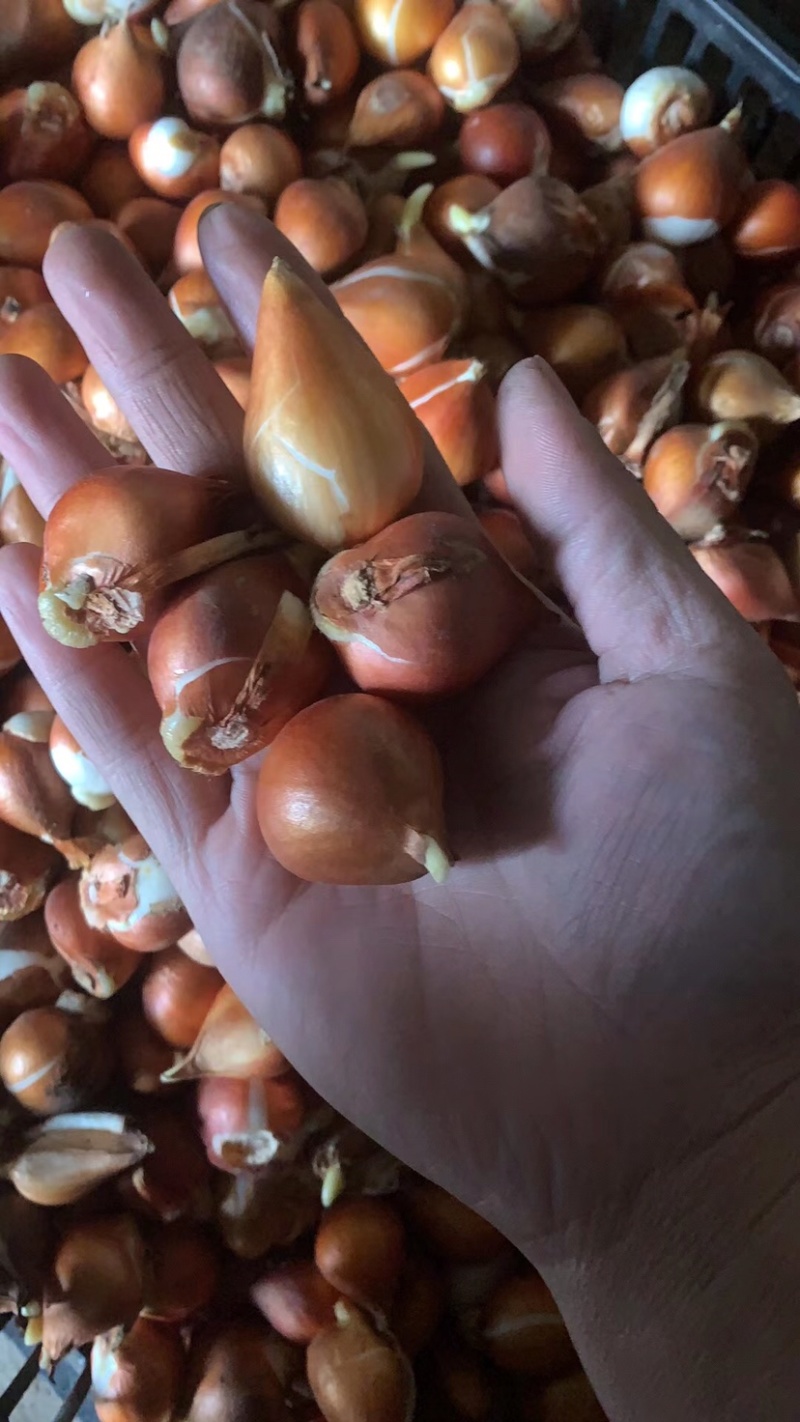 郁金香，郁金香小苗，郁金香种球，郁金香花苗
