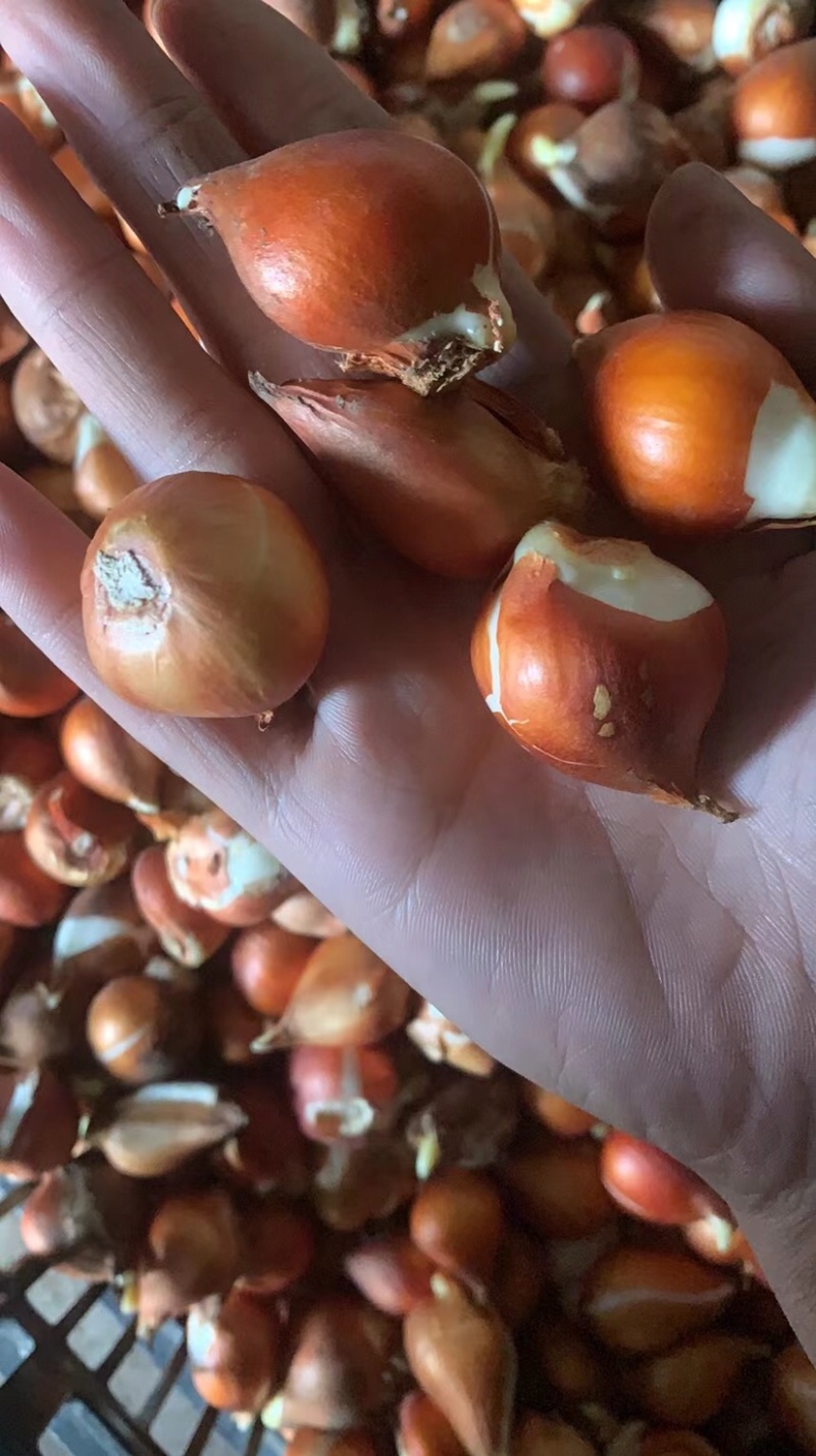 郁金香，郁金香小苗，郁金香种球，郁金香花苗