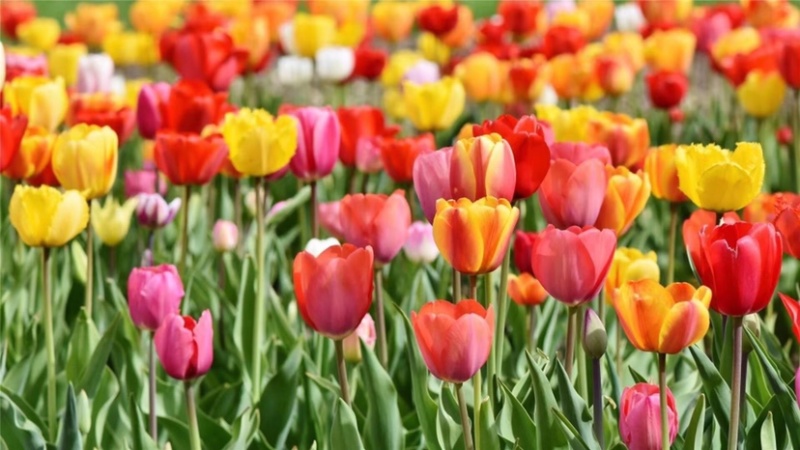 郁金香，郁金香小苗，郁金香种球，郁金香花苗