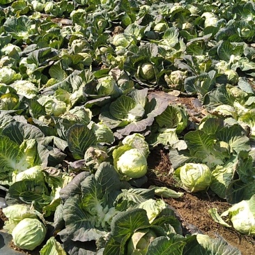 甘蓝基地一手货源无中间商赚差价，物美价优。
