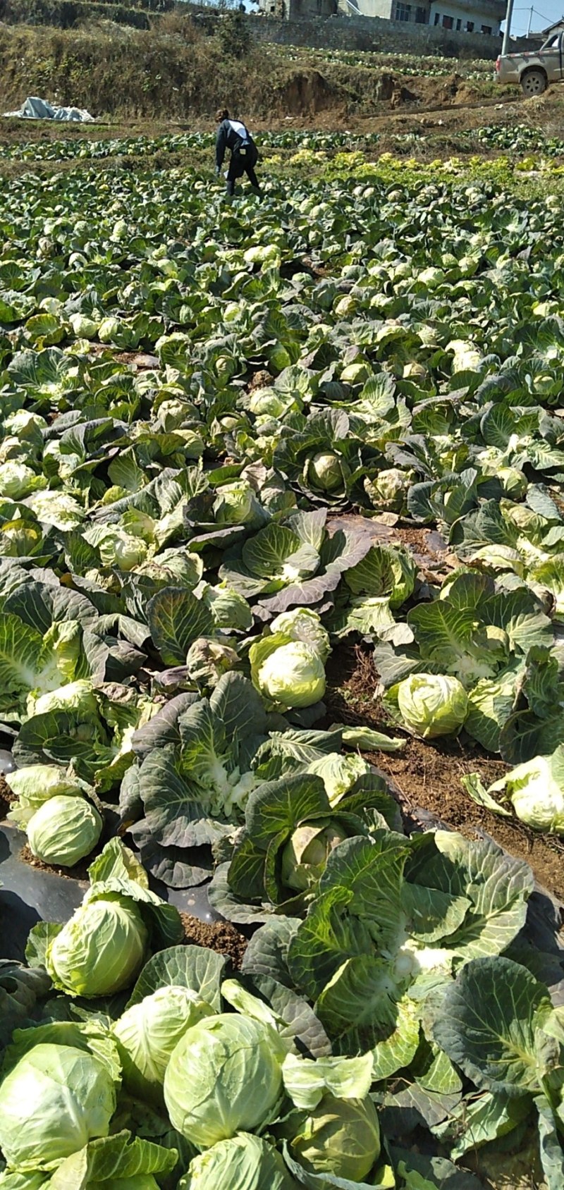 甘蓝基地一手货源无中间商赚差价，物美价优。