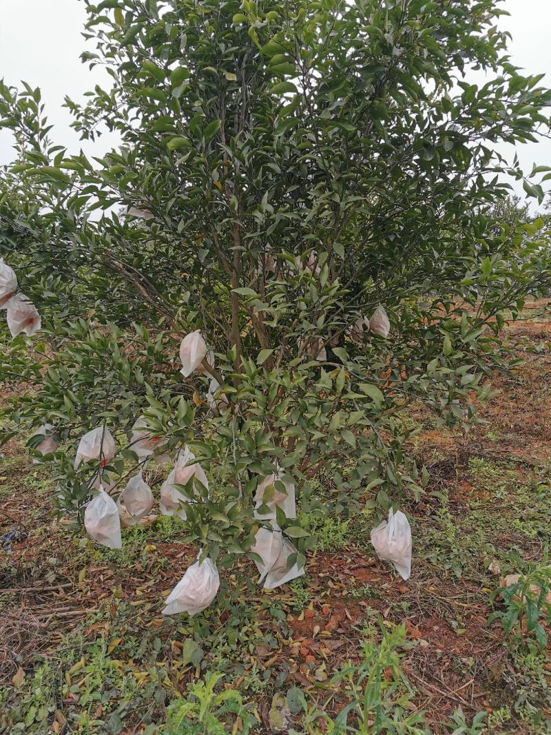 四川眉山4公分左右的定植沃柑苗和爱媛苗，支持视频看货，