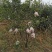 四川眉山4公分左右的定植沃柑苗和爱媛苗，支持视频看货，