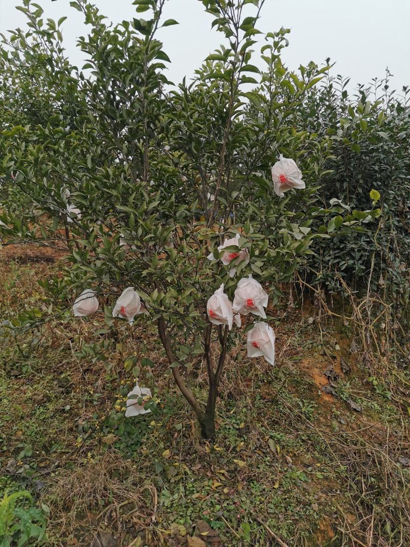 四川眉山4公分左右的定植沃柑苗和爱媛苗，支持视频看货，