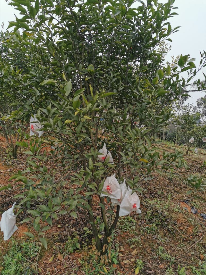 四川眉山4公分左右的定植沃柑苗和爱媛苗，支持视频看货，