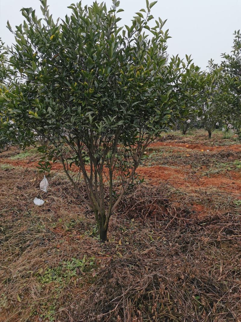四川眉山4公分左右的定植沃柑苗和爱媛苗，支持视频看货，