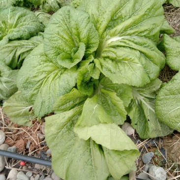 大量出售泡青菜