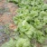 大量出售泡青菜