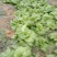 大量出售泡青菜