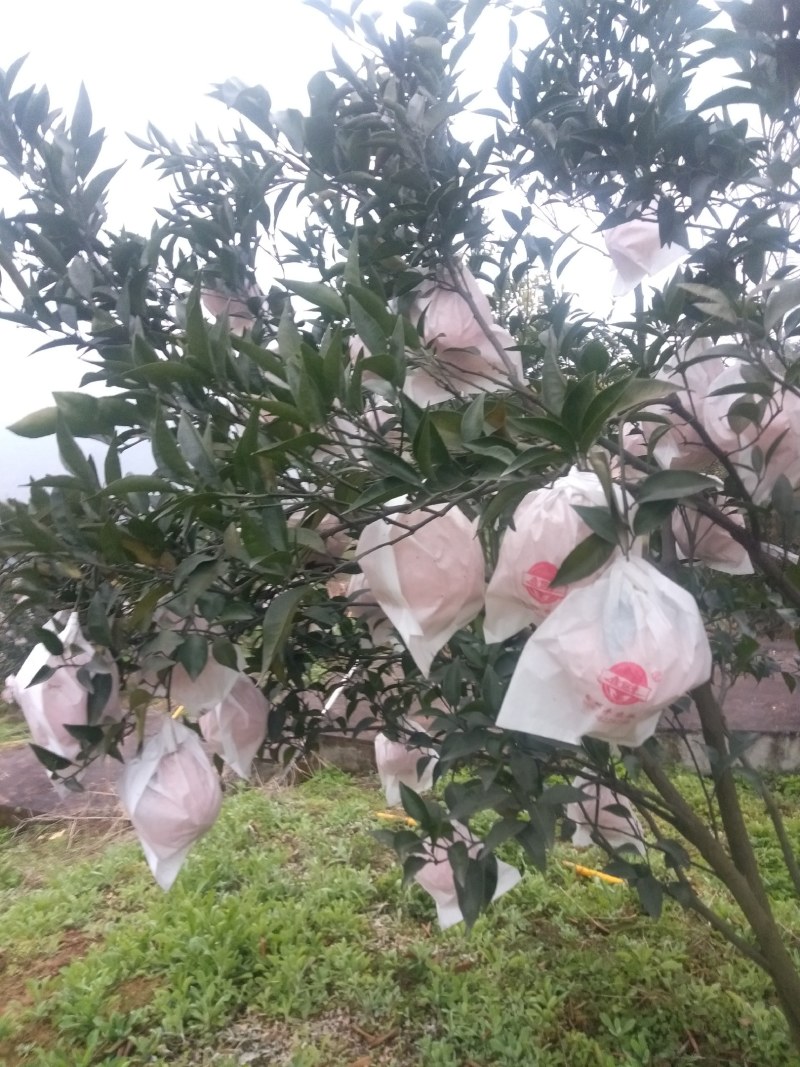 四川春见，耙耙柑，产地直供整车批发，果大汁多味甜，欢迎订